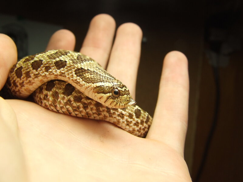 Small Patterned Snake