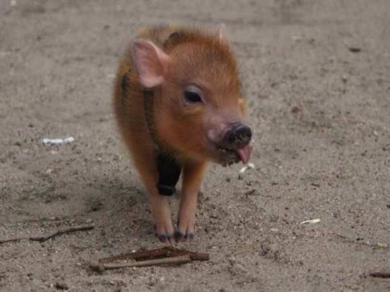 Small Piglet Standing