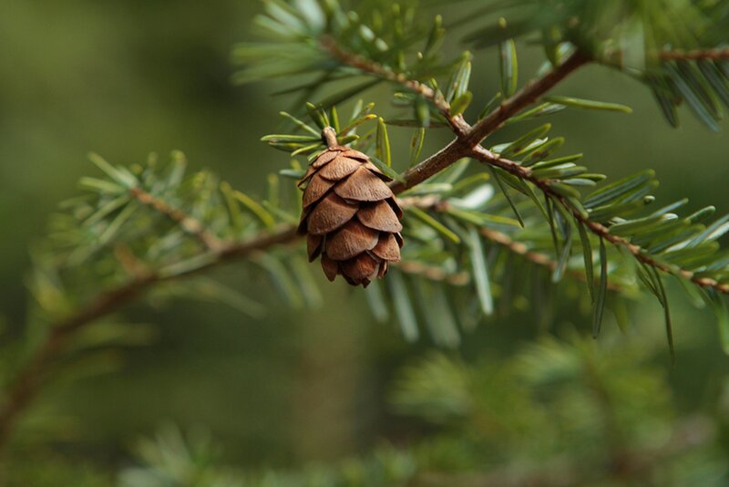 Small Pine Cone on Branch