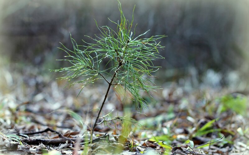 Small Pine Sapling