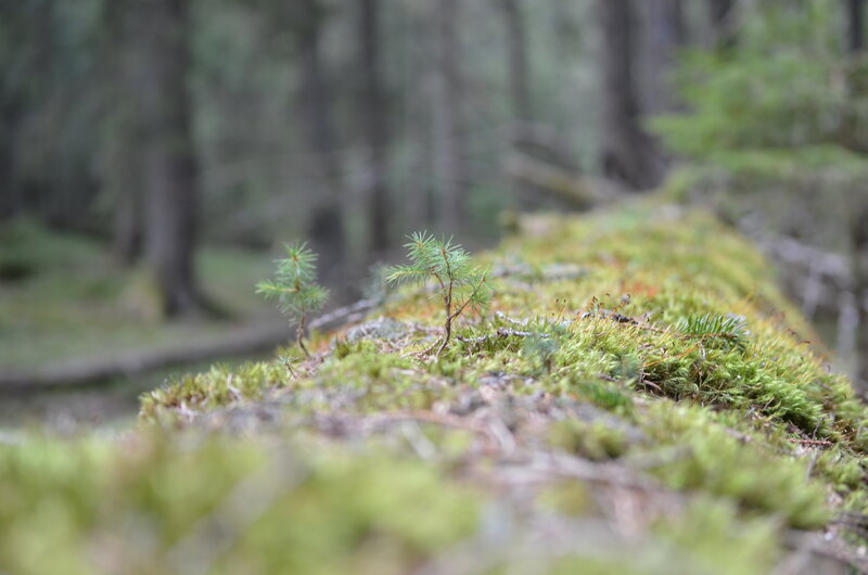 Small Pine Saplings