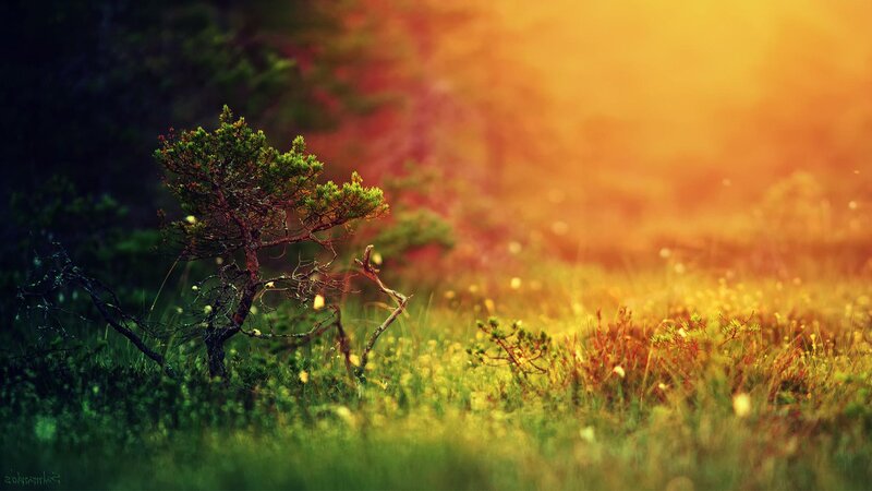 Small Pine Tree in Field — Green, Serene, Sunset