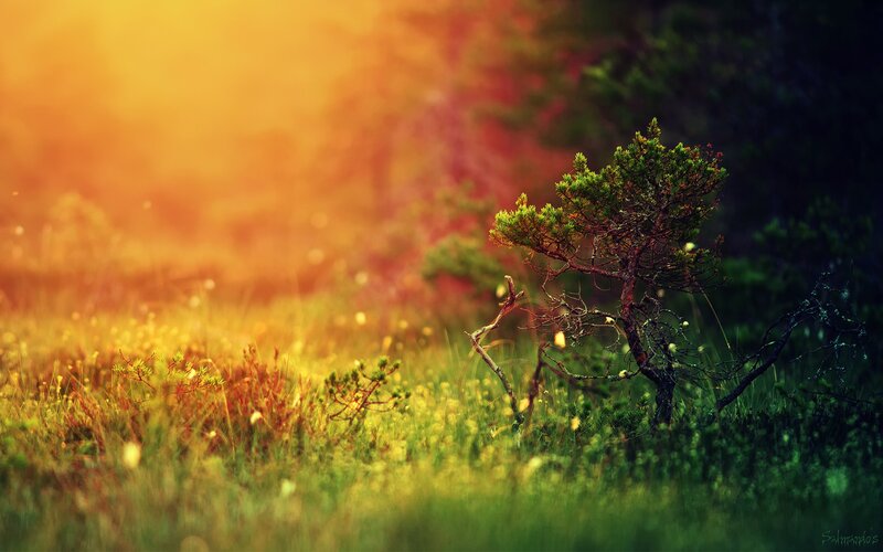 Small Pine Tree in Field — Green, Serene