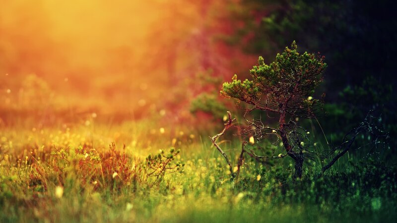 Small Pine Tree in Field
