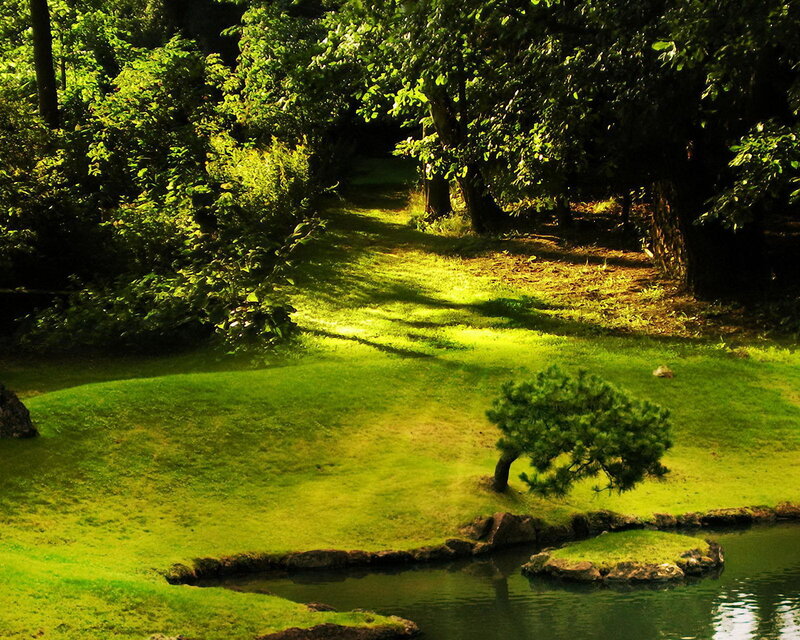 Small Pine Tree in Garden — Green