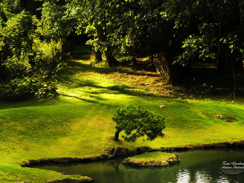 Small Pine Tree in Garden