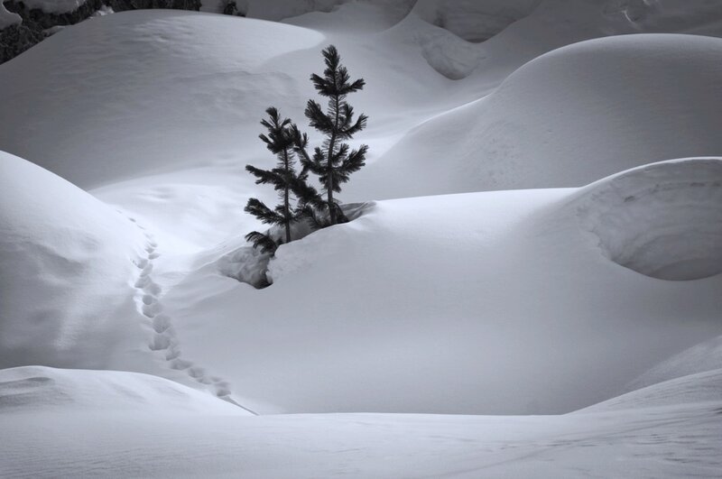 Small Pine Tree in Snow