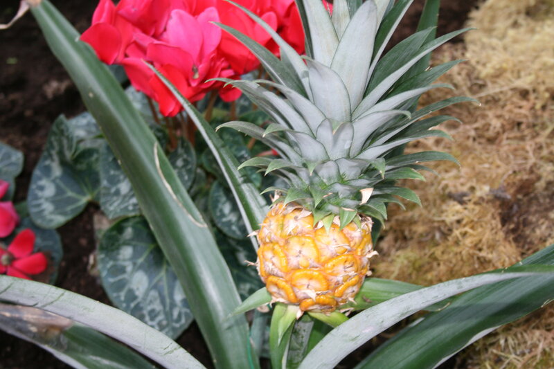 Small Pineapple Plant — Green