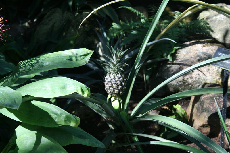 Small Pineapple Plant