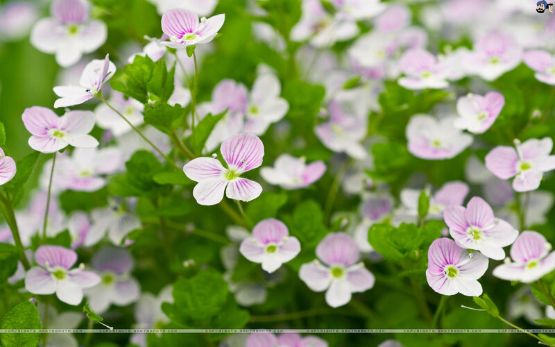 Small Pink and White Flowers