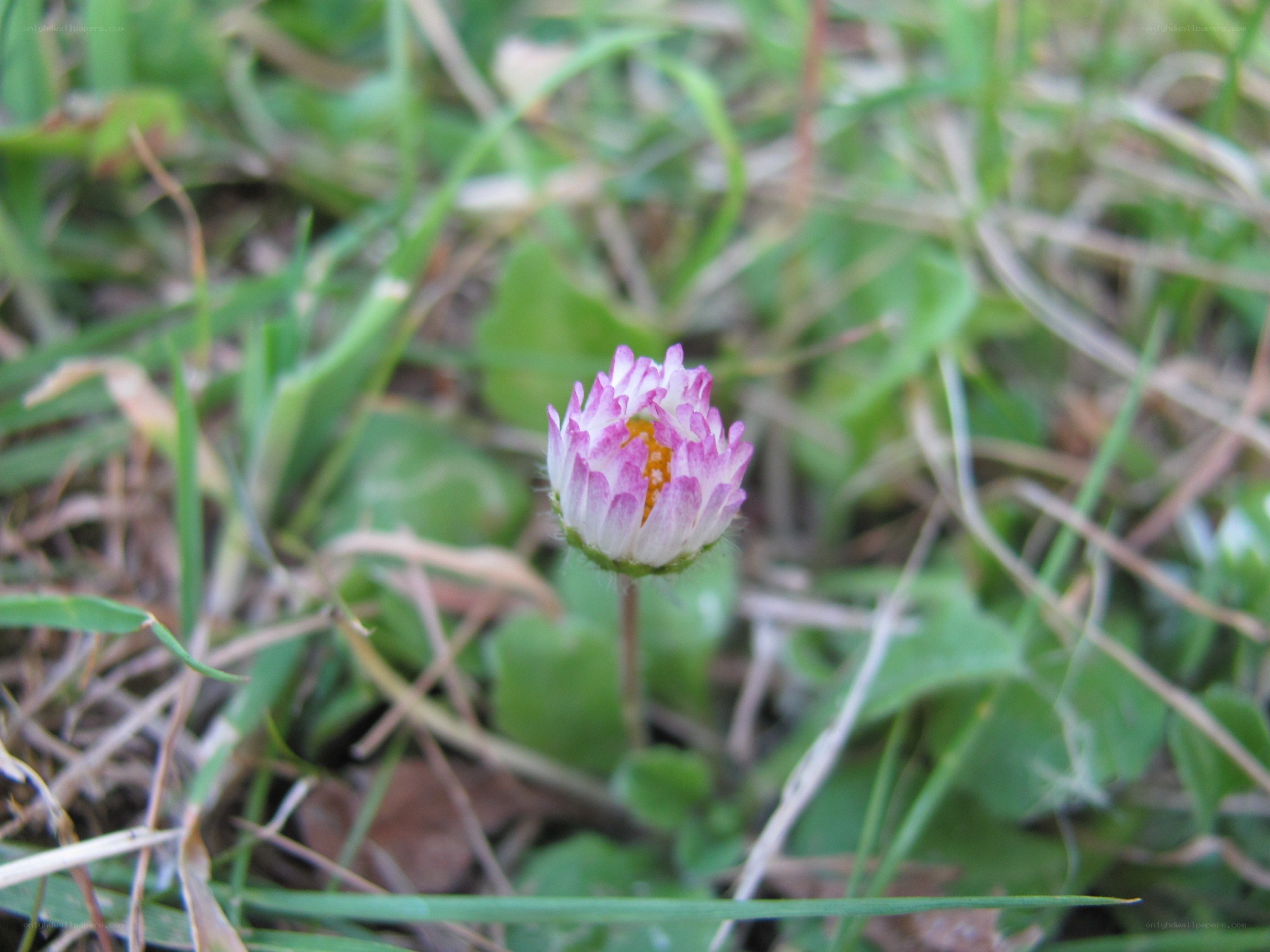 small pink flower in grass