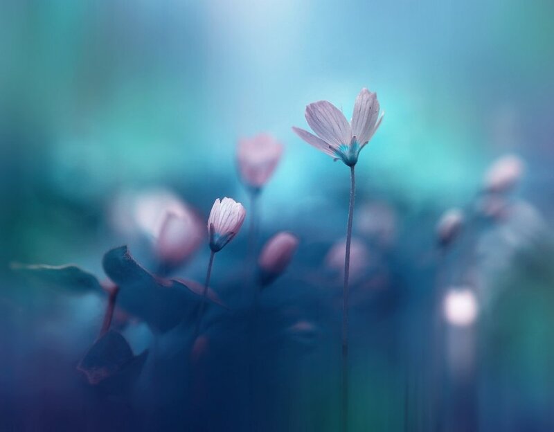 Small Pink Flowers — Blue