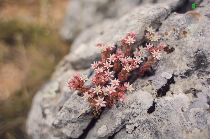 Small Pink Flowers on Rock