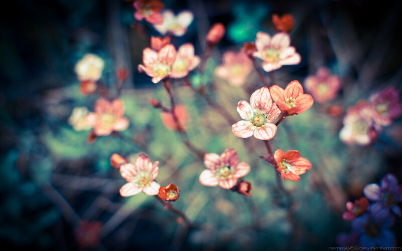 Small Pink Flowers