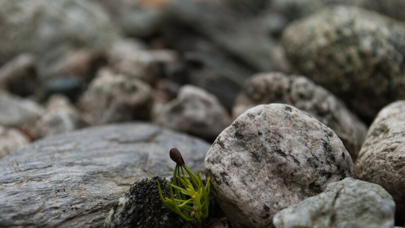 Small Plant Growing Between Rocks