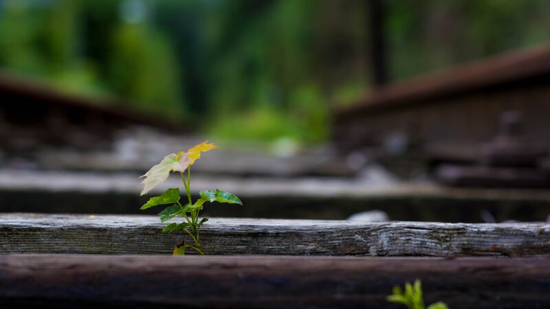 Small Plant Growing — Green, Serene