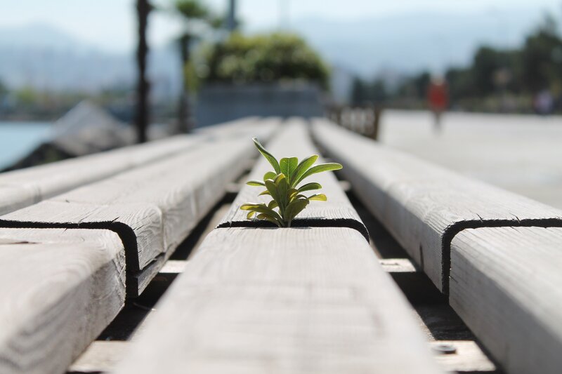 Small Plant Growing — Green
