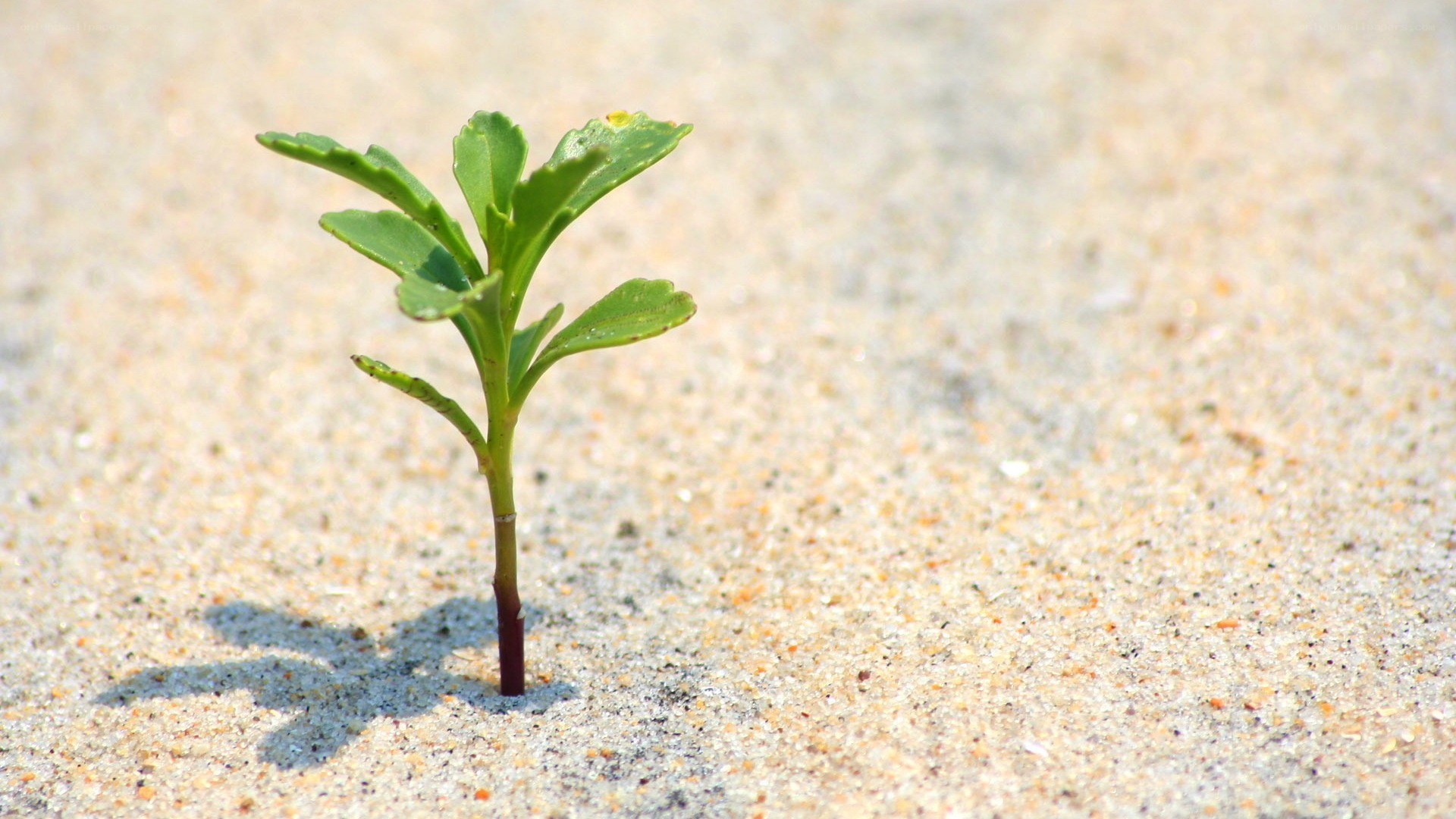 Small plant growing in sand