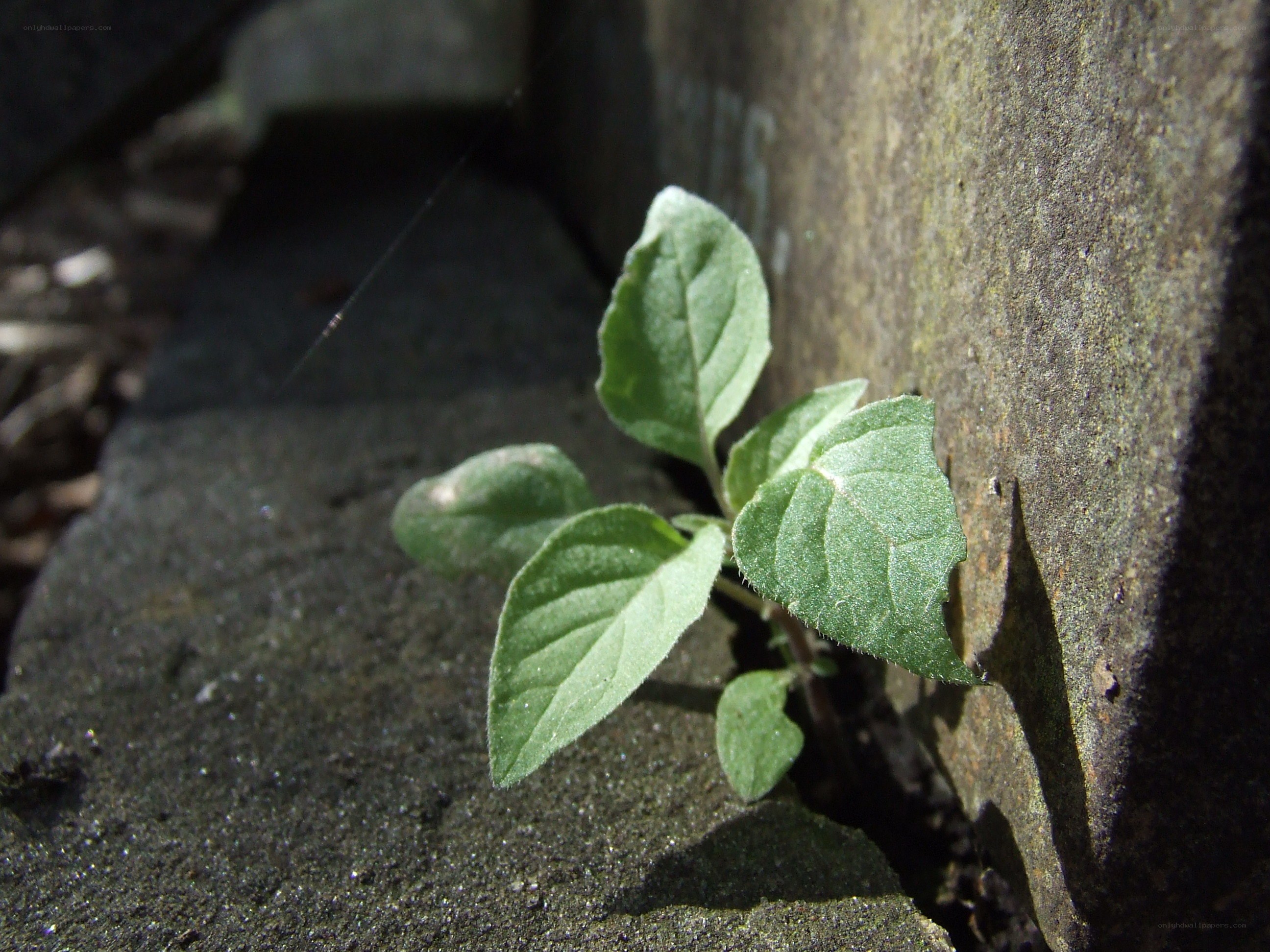 Small plant growing in stone crack