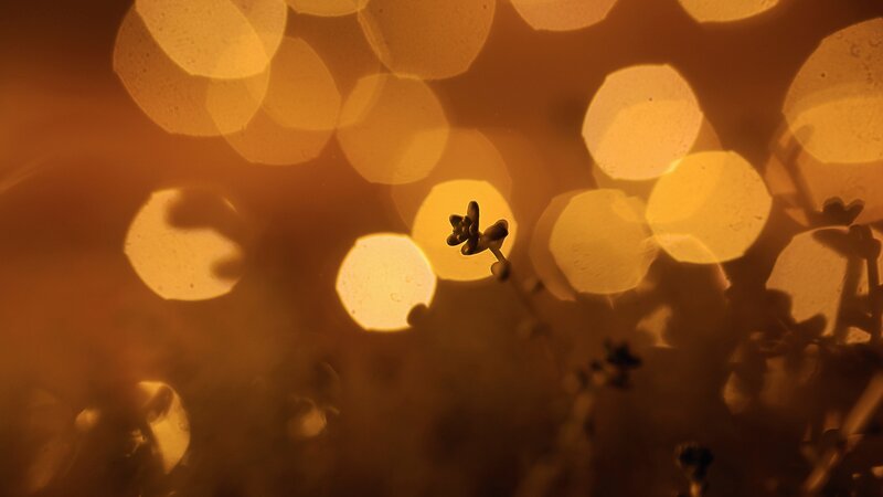 Small Plant in Bokeh