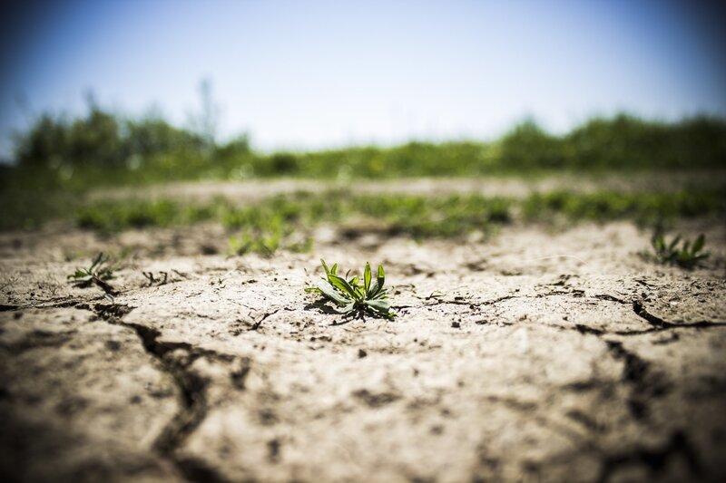 Small Plant in Dry Soil
