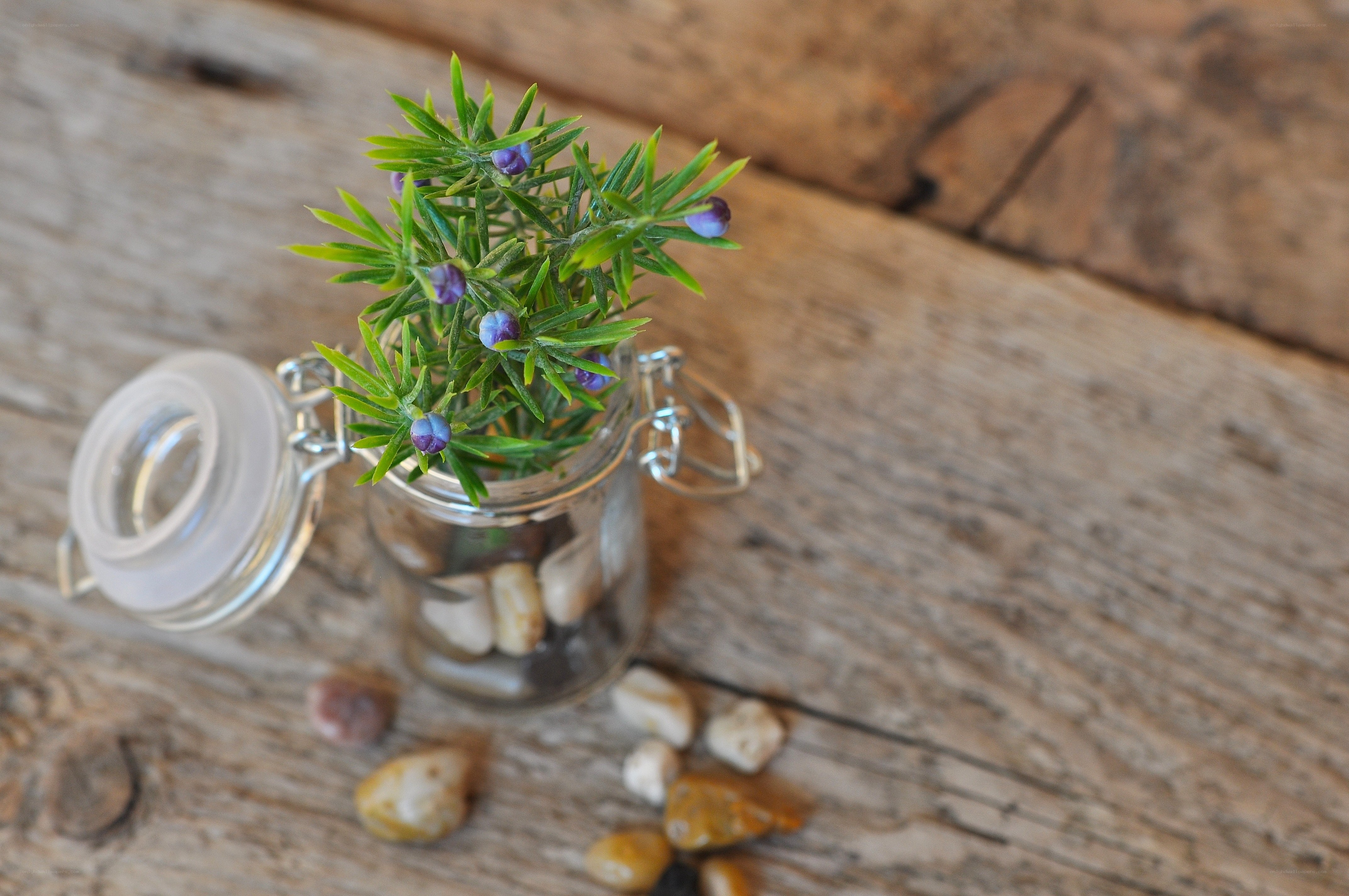 Small plant in glass jar