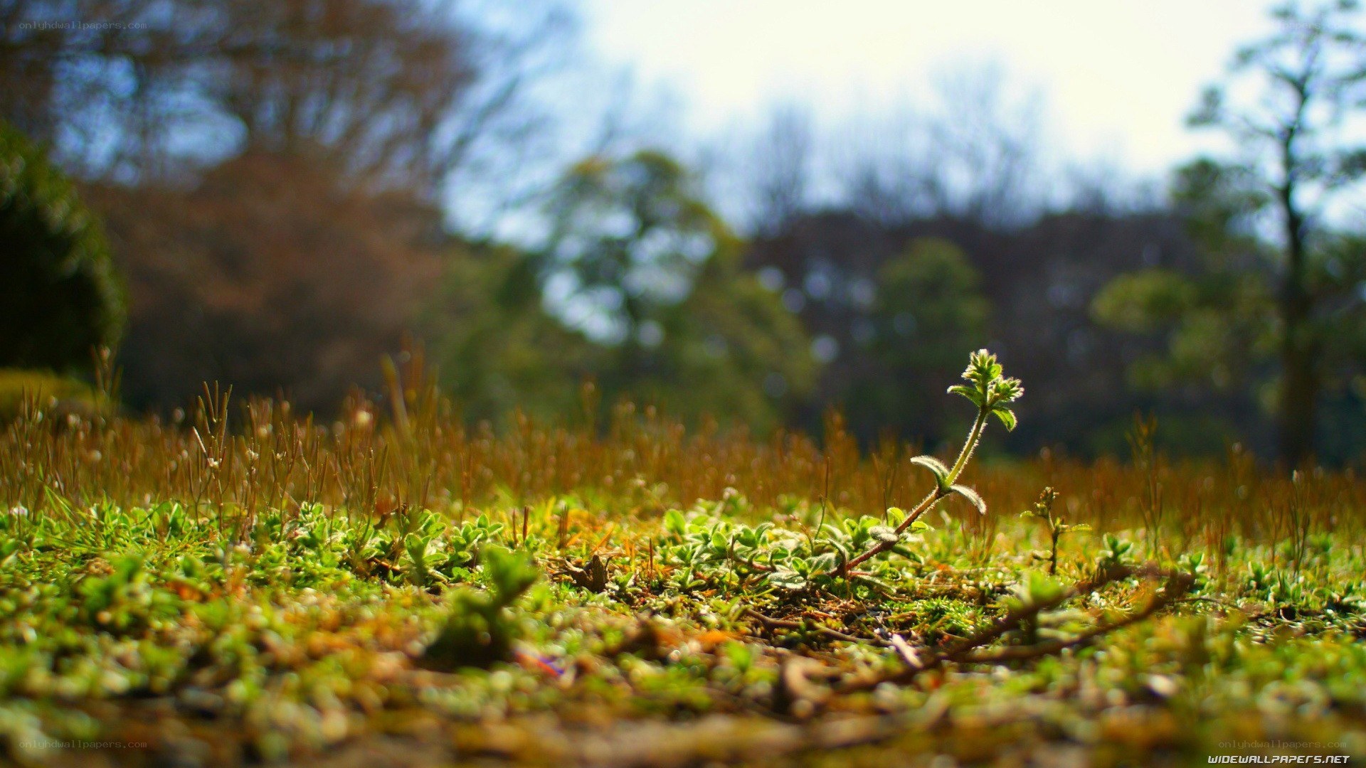 small plant in grassy field
