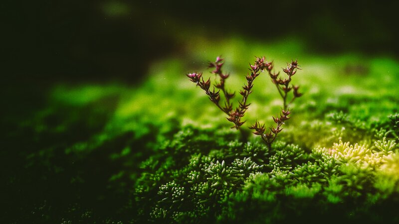Small Plant in Moss — Green