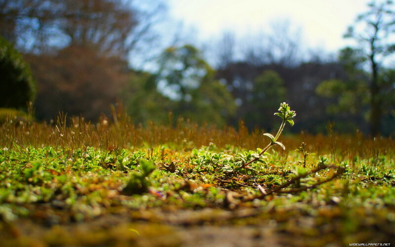 Small Plant in Moss