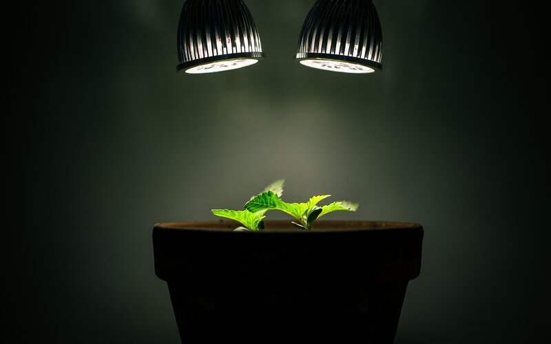 Small Plant in Pot