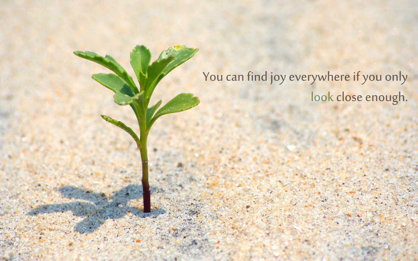 small plant in sand
