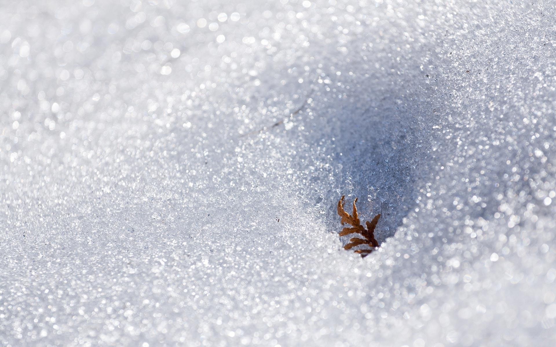 Small plant in snow