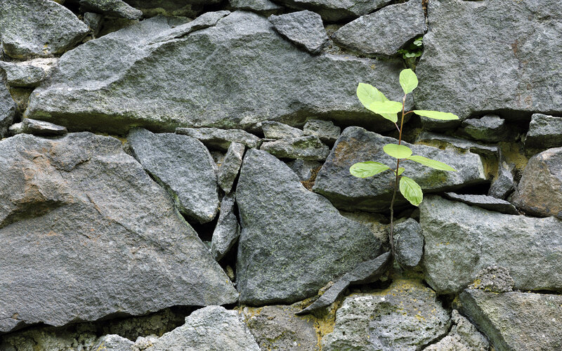 Small Plant in Stone Wall