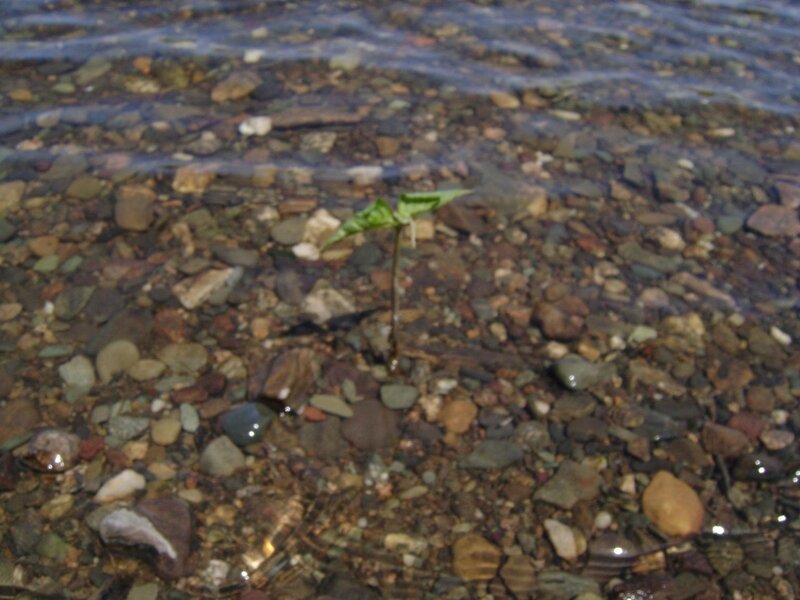 Small Plant in Water