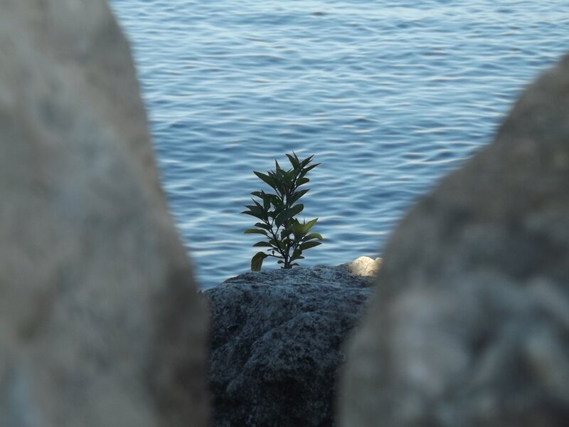 Small Plant on Rock — Blue