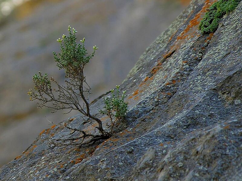 Small Plant on Rock