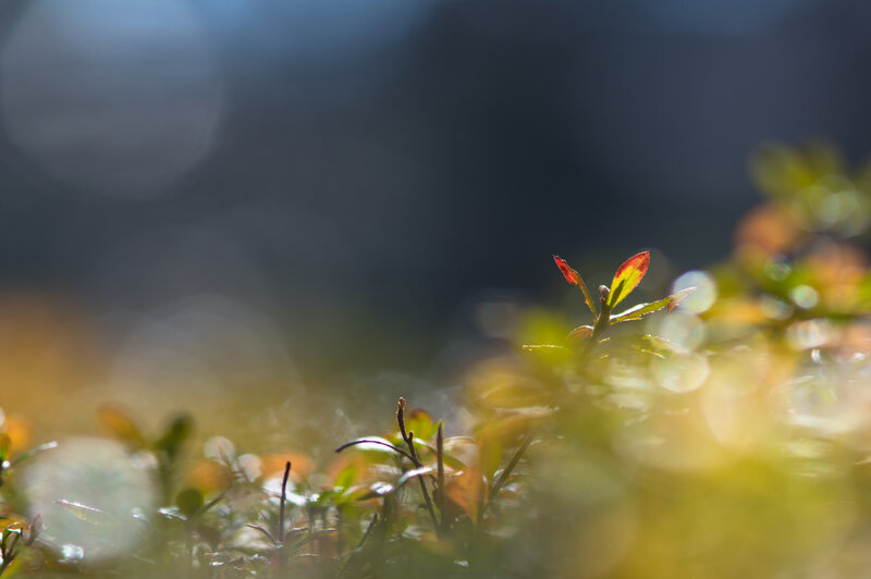 Small Plant with Red Leaves