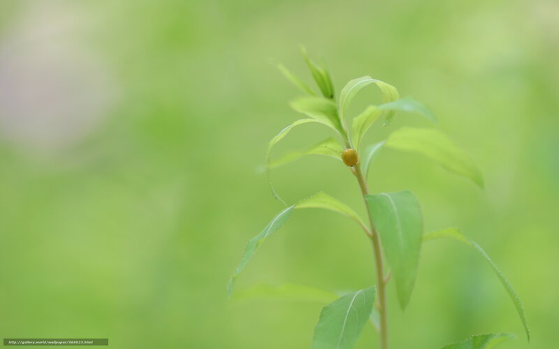 Small Plant with Yellow Berry