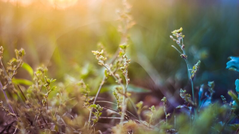 Small Plants in Grass