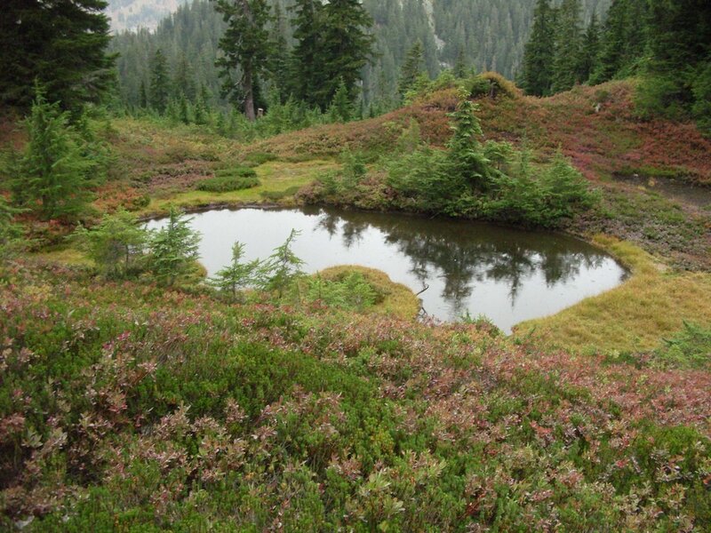Small Pond in Forest