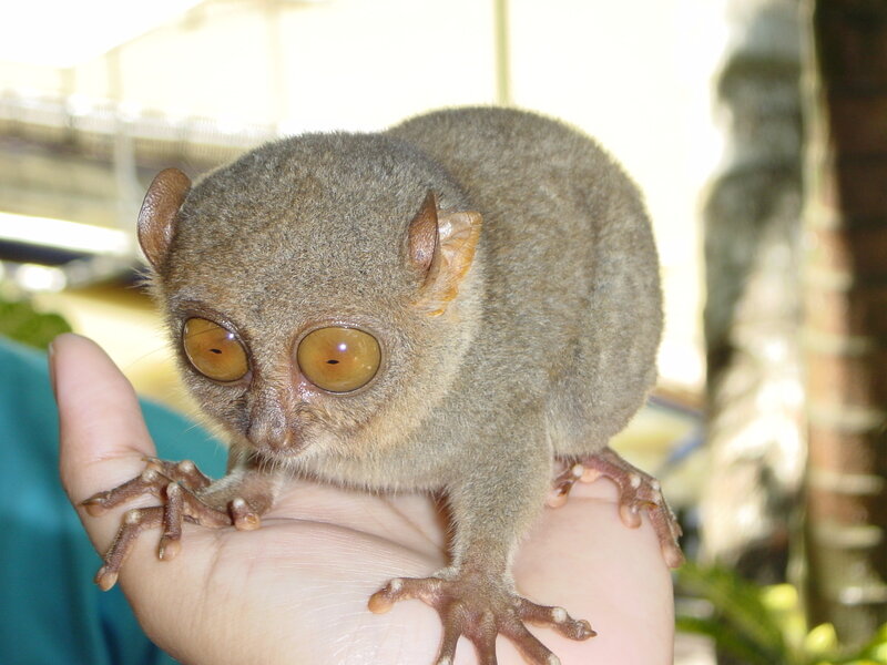 Small primate on a hand