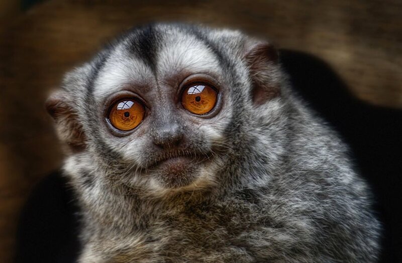 Small Primate with Large Eyes