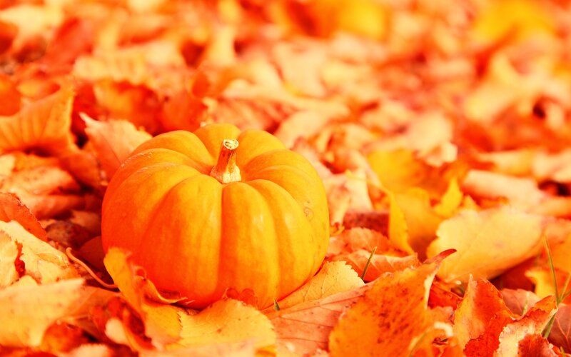 Small Pumpkin in Leaves — Orange