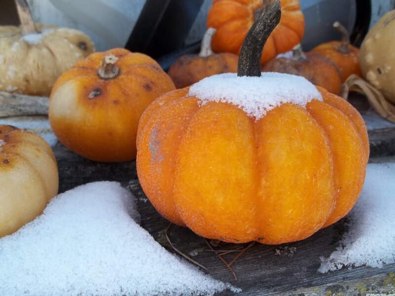 Small Pumpkins in Snow