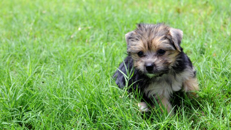 Small Puppy in Grass