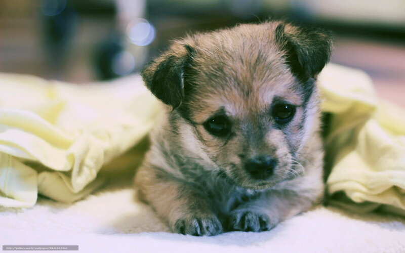 Small Puppy on Blanket — Brown