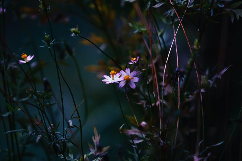 Small Purple Flowers — Dark