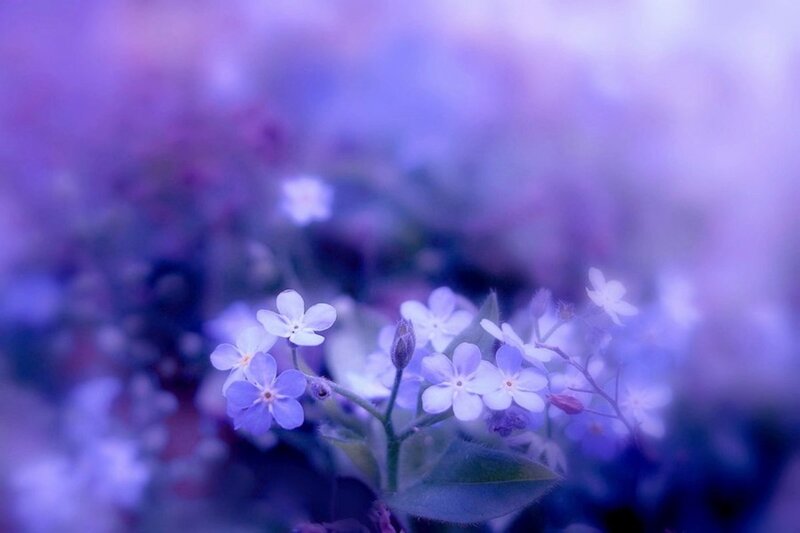 Small Purple Flowers — Serene, Photograph, Buds