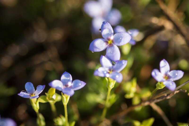Small Purple Flowers — Serene