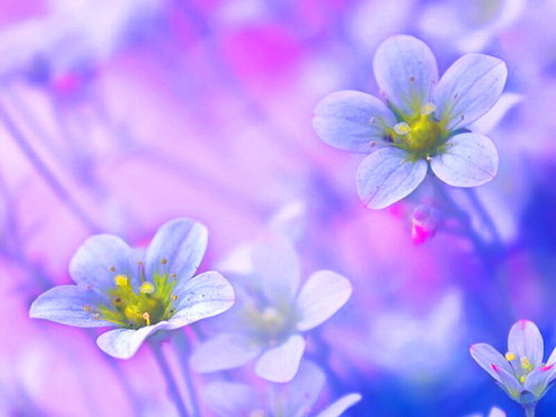 Small Purple Flowers